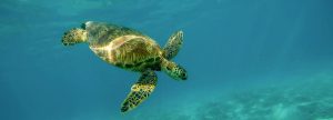 Read more about the article Meeresschildkröten in der Türkei