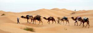 Read more about the article Die Wüste und das Kamel